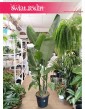 ogromna Strelicja Nicolai, olbrzymia Strelitzia Nicolai, wielka Strelicja Biała - Duże rośliny strelicje sklep Kraków