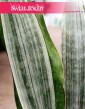 Sansevieria Aubrytiana Marlowe, Sanseviera Marlowe do kupienia z wysyłka ze sklepu online