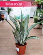 Sansevieria Aubrytiana Marlowe łatwa w uprawie roślina do kupienia ze sklepu internetowego online, Sanseviera Marlowe