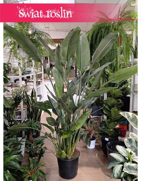 Duża Strelicja Królewska, wielka Strelitzia Reginae