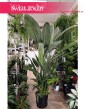 Duża Strelicja Królewska, wielka Strelitzia Reginae, duże kwiaty doniczkowe sklep Kraków