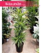 Wielka Dracena Lemon Lime, Duża Dracaena Lemon Lime
