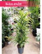 Wielka Dracena Lemon Lime, Duża Dracaena Lemon Lime, sklep online z roślinami