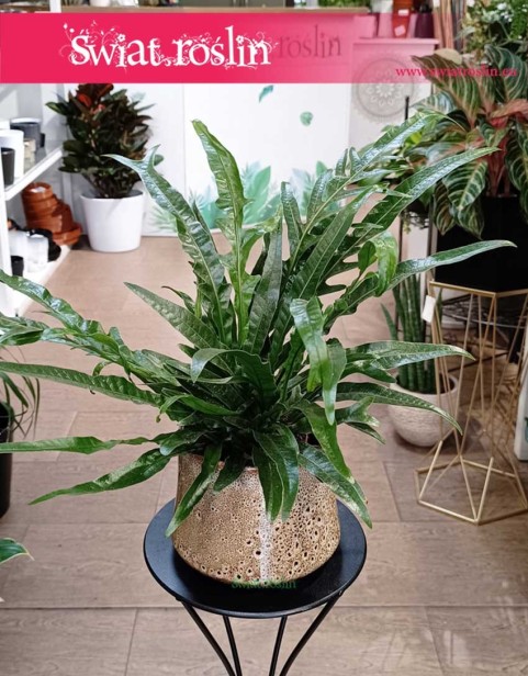 Paproć Aglaomorpha Jim Snake Leaf, Aglaomorpha Coronans Jim.