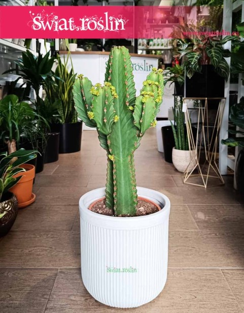 Wilczomlecz Wielki, Euphorbia Ingens