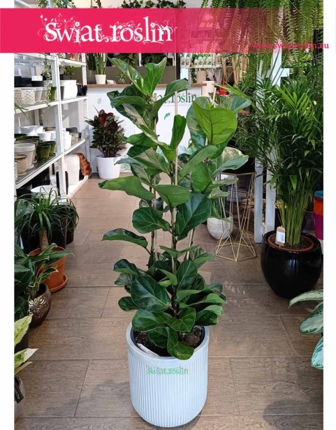 Duży Ficus Lyrata Bambino, Wielki Fikus Lyrata Bambino