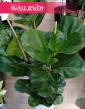 Duży Ficus Lyrata Bambino do kupienia w Krakowie, Wielki Fikus Lyrata Bambino