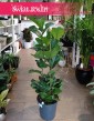 Duży Ficus Lyrata Bambino kup w sklepie online z dostawą , Wielki Fikus Lyrata Bambino