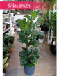 Duży Ficus Lyrata Bambino, Wielki Fikus Lyrata Bambino do firmy do biura do mieszkania do domu