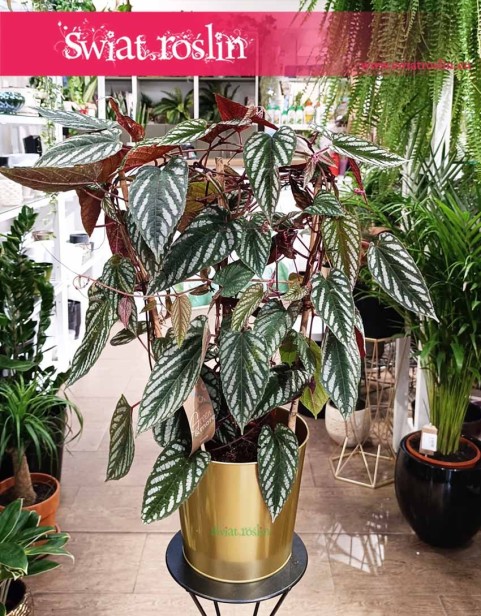 Cissus Discolor, Cissus Różnobarwny