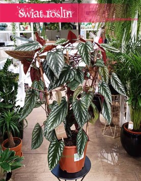 Cissus Discolor do kupienia w Krakowie lub online z dostawą do domu, Cissus Różnobarwny