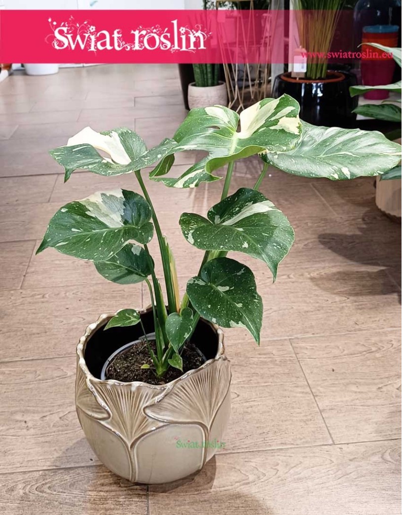 Monstera Thai Constellation, Monstera Deliciosa Thai Constellation