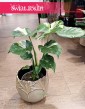 Monstera Thai Constellation, Monstera Deliciosa Thai Constellation