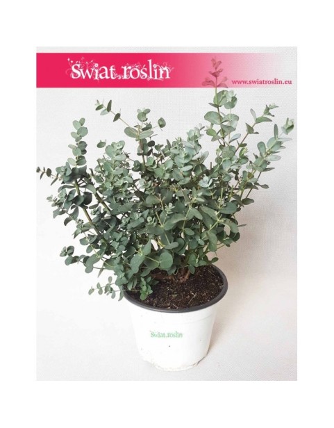 Eukaliptus Gunii, Eucalyptus Gunii, Eukaliptus Tasmański