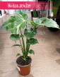 Monstera Thai Constellation porządana roślina, Monstera Deliciosa Thai Constellation sklep wysyłka roślin kolekcjonerskich