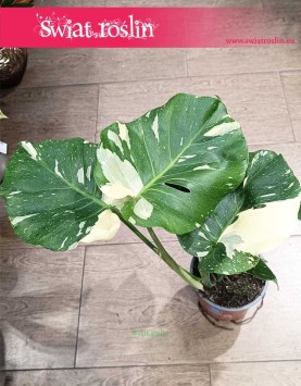 kolekcjonerska Monstera Thai Constellation, Monstera Deliciosa Thai Constellation wysyłka sklep internetowy online