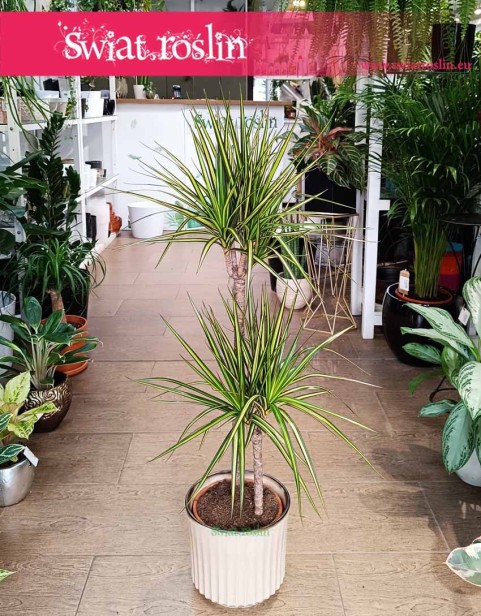 Dracaena Marginata Sunray, Dracena Obrzeżona Sunray, Roślina Smokowiec, Dracena Marginata Sunray