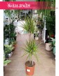Dracaena Marginata Sunray do kupienia online z wysyłką do do mu do biura, Dracena Obrzeżona Sunray