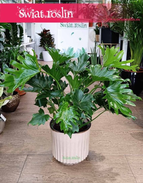 Filodendron Selloum little hope , Philodendron Selloum little hope, Filodendron Podwójniepierzasty little hope