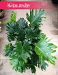 Filodendron Selloum little hope do kupienia w Krakowie z dostawą , Philodendron Selloum little hope,