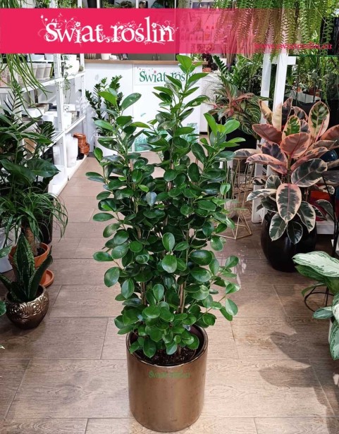 Ficus Microcarpa Moclame, Fikus Microcarpa Moclame