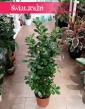Ficus Microcarpa Moclame, Fikus Microcarpa Moclame  rośliny kraków sklep online
