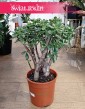 Drzewko szczęścia, Crassula ovata Sunset, Grubosz jajowaty, sklep internetowy online z roślinami