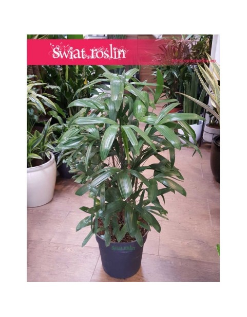 Rhapis Multifida, Palma Palczasta, Finger Palm, Lady Palm 3