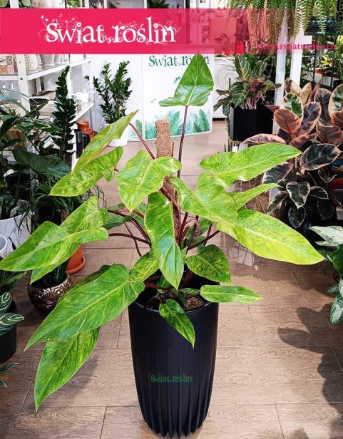 Philodendron Painted Lady, Filodendron Painted Lady