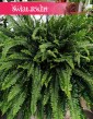 Nephrolepis Exaltata Green Lady kup w sklepie online, Paproć Nefrolepis Wyniosły Green Lady Zielona Dama