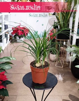 Mała Nolina Wygięta do kupienia w Krakowie, niewielka Beaucarnea Recurvata,