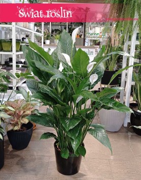 Skrzydłokwiat Sweet Sebastiano sklep internetowy online, Spathiphyllum Sweet Sebastiano