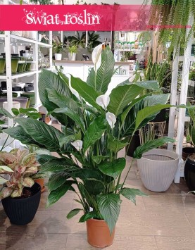 Skrzydłokwiat Sweet Sebastiano sklep, Spathiphyllum Sweet Sebastiano