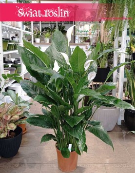 Skrzydłokwiat Sweet Sebastiano modny sklep z roślinami, Spathiphyllum Sweet Sebastiano