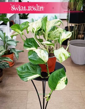 łatwe w uprawie kolekcjonerskie Epipremnum Majula Apple z dostawą internetową, Scindapsus Majula Apple