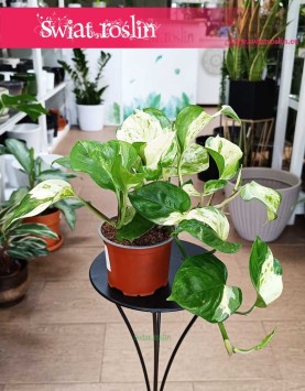 Epipremnum Majula Apple do kupienia w sklepie internetowym online, Scindapsus Majula Apple