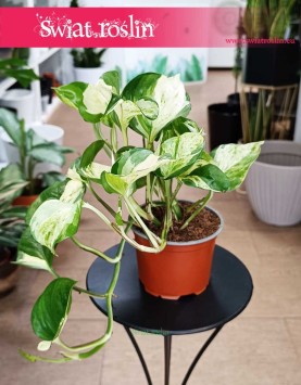 Epipremnum Majula Apple, kolekcjonerski Scindapsus Majula Apple z dostawą do domu ze sklepu internetowego online