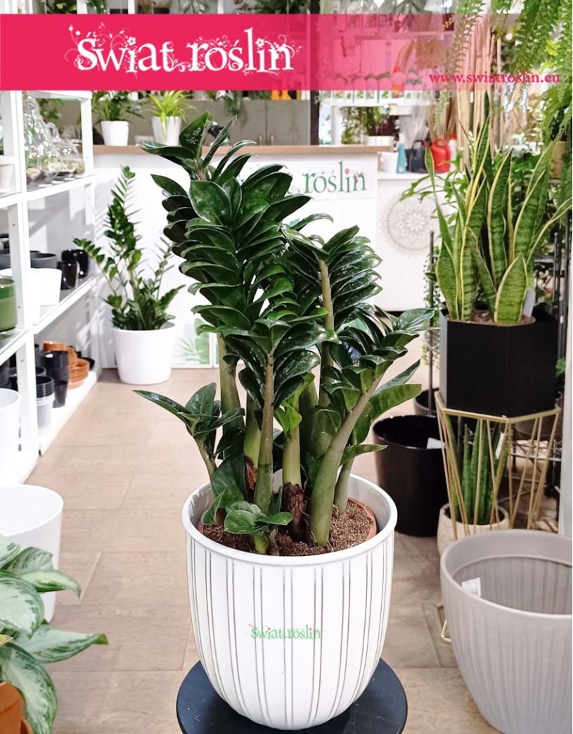 Średni Zamiokulkas Zenzi, Średni Zamioculcas Zenzi