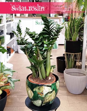 Średni  Zamiokulkas Zenzi, Średni  Zamioculcas Zenzi sklep w Krakowie wysyłka online internetowa sprzedaż
