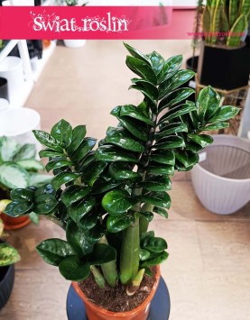 Średni  Zamiokulkas Zenzi sklep onternetowy online wysyłka, Średni Zamioculcas Zenzi