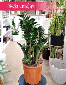 Średni  Zamiokulkas Zenzi sprzedaż online z wysyłką do domu, kup Średniego Zamioculcasa Zenzi