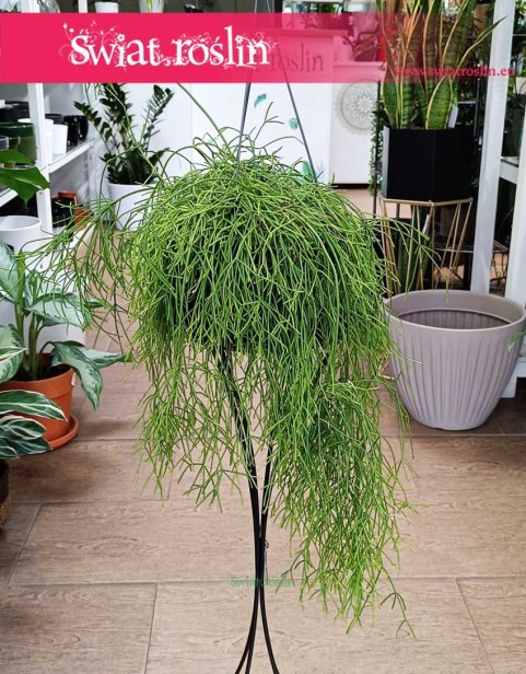 Rypsalis Cassutha, Rhipsalis Cassutha, roślina Patyczak