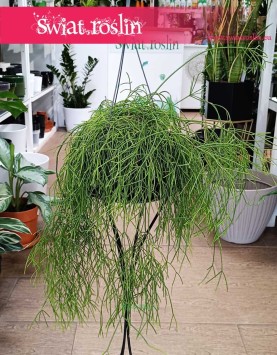 Rypsalis Cassutha kup z dostawą do domu online, Rhipsalis Cassutha, roślina Patyczak