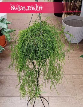 Rypsalis Cassutha do kupienia w sklepie internetowym online, Rhipsalis Cassutha, roślina Patyczak