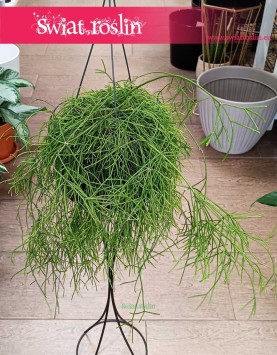 Rypsalis Cassutha sukulent do kupienia onlie w sklepie z roślinami, Rhipsalis Cassutha, roślina Patyczak