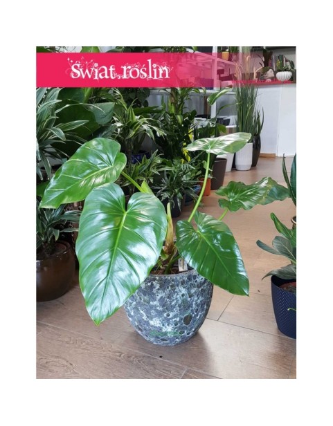 Philodendron Giganteum, Filodendron Giganteum 4