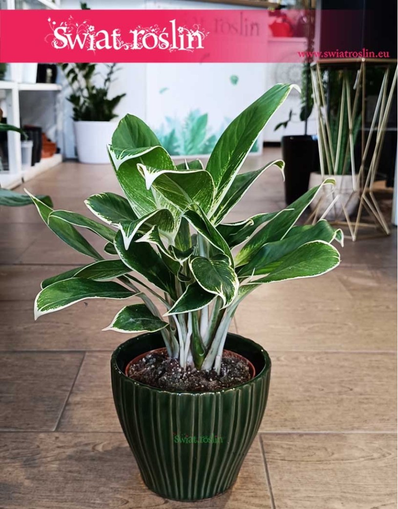 Aglaonema White Lime, Aglonema White Lime