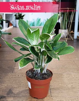 Aglaonema White Lime sklep z roślinami z wysyłką, Aglonema White Lime