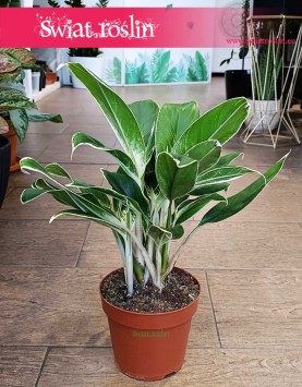 Aglaonema White Lime, Aglonema White Lime sklep internetowy online z wysyłką