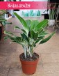 Aglaonema White Lime, Aglonema White Lime sklep internetowy online z wysyłką